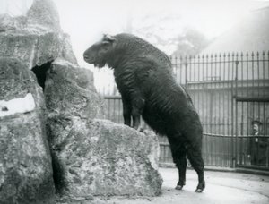 En Takin, även känd som en sämskskinn eller Gnu-get, som står upprätt med frambenen vilande på en sten, London Zoo av Frederick William Bond