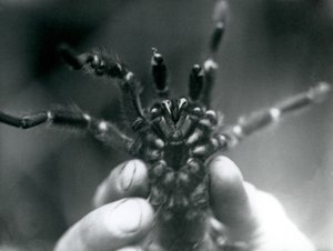 En Tarantula som hålls upp för att visa sina huggtänder underifrån, London Zoo, oktober 1925 av Frederick William Bond