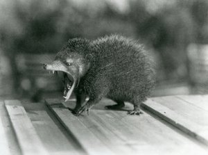 En Tenrec med öppen mun, som visar sin breda gap och vassa tänder, London Zoo av Frederick William Bond