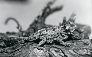 En Texas hornödla/hornpadda/hornpadda/kåtpadda vilar på en stock på London Zoo i september 1928 (s/v foto) av Frederick William Bond