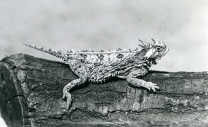 En Texas hornödla/hornpadda/hornpadda/kåtpadda vilar på en stock på London Zoo i augusti 1928 (s/v foto) av Frederick William Bond