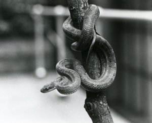 En Texas Rat Snake slingrade sig runt en nästan vertikal gren på London Zoo i augusti 1928 (s/v foto) av Frederick William Bond