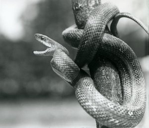 En Texas Rat Snake gapande, medan den rullas runt en nära vertikal gren, London Zoo, augusti 1928 (s/v foto) av Frederick William Bond