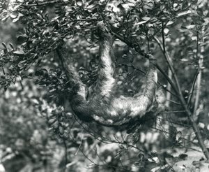 En tretåig sengångare som hänger från en lummig gren på London Zoo. augusti 1920. av Frederick William Bond