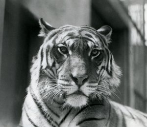 En tiger på London Zoo i juli 1924