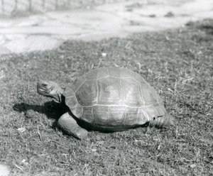 En sköldpadda som står på gräs på London Zoo 1926 (s/v foto) av Frederick William Bond