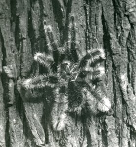 En Trinidad Chevron Tarantula på barken av en trädstam, London Zoo, oktober 1926 av Frederick William Bond