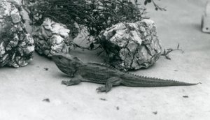 En Tuatara på London Zoo 1927 av Frederick William Bond