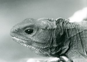 En Tuatara på London Zoo 1928 (s/v foto) av Frederick William Bond