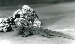 En Tuatara, liggande framför en sten, på London Zoo 1928 (s/v foto) av Frederick William Bond