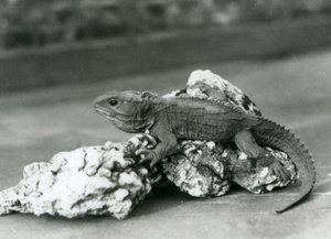 En Tuatara, liggande på en sten, på London Zoo 1929 (s/v foto) av Frederick William Bond