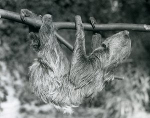 En tvåtåig sengångare hängande från en avskuren gren, London Zoo, 1927 av Frederick William Bond