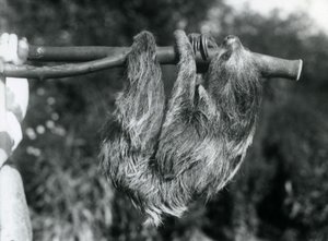 En tvåtåig sengångare hängande från en avskuren gren, som hålls av en djurhållare, London Zoo, 1925 av Frederick William Bond