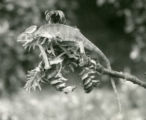 En beslöjad eller jemensk kameleont i slutet av en lummig gren på London Zoo, juni 1924 av Frederick William Bond