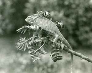 En beslöjad eller jemensk kameleont i slutet av en lummig gren på London Zoo, juni 1924 av Frederick William Bond
