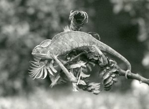 En beslöjad eller jemensk kameleont håller i änden av en lummig gren med sin gripsvans, London Zoo, juni 1924 av Frederick William Bond
