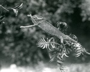 En beslöjad eller jemensk kameleont står på en lummig gren och sträcker sig mot en annan, London Zoo, juni 1924 av Frederick William Bond