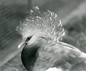 En Victoria Crowned Pigeon på London Zoo i september 1927 av Frederick William Bond