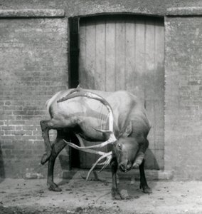 En hjort från WapitiElk som stod i sitt inhägnad på London Zoo i september 1927 av Frederick William Bond