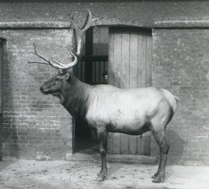 En hjort från WapitiElk som stod i sitt inhägnad på London Zoo i september 1927 av Frederick William Bond