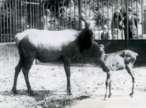 En Wapiti/Elk med sin fawn i deras hage med besökare som tittar på genom barer, London Zoo av Frederick William Bond