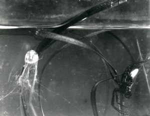 En vattenspindel och dess luftklocka under vattnet, London Zoo, oktober 1925 av Frederick William Bond