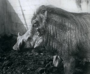 Ett vårtsvin som står i lera, London Zoo, 1927 av Frederick William Bond