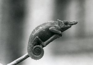 En West Usambara tvåhornig kameleont, London Zoo, 1927 av Frederick William Bond
