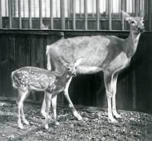 En vitstjärtad jungfruhjort med sin lila på London Zoo i augusti 1927 av Frederick William Bond