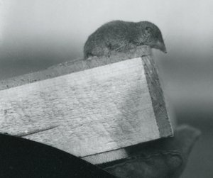 En vittandad smus som tittar ner över kanten på en trälåda, hållen av en handskar handsklädd hand, London Zoo, april 1917 av Frederick William Bond