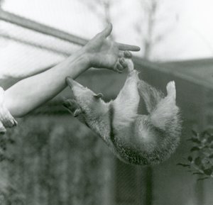 En ung tamandua med krage som hänger på sina skötares fingrar med sin gripande svans när den sträcker sig för att hålla fast vid djurhållarens arm, London Zoo, april 1925 av Frederick William Bond