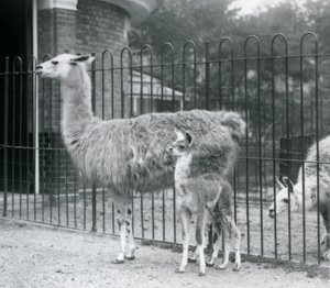 En baby lama eller cria med sin mor på London Zoo, 1926 av Frederick William Bond