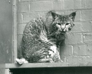 En vik lodjursbobcat tittar ner från en avsats, som den sitter på, i sin inhägnad, London Zoo, mars 1925 av Frederick William Bond