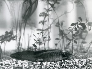 En svart Axolotl/Mexikansk Salamander vilar på grus på golvet i en tank vid London Zoo 1928 (s/v foto) av Frederick William Bond