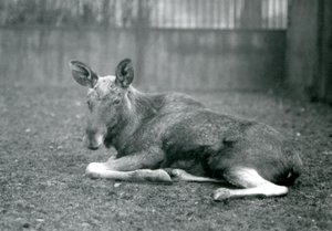 En tjur ElkMoose, som visar ärren efter sina nyligen utgjutna horn, liggandes på London Zoo, januari 1926 av Frederick William Bond