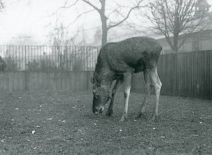 En tjur Älg/älg står i sin hage och sträcker sig ner mot gräset, London Zoo, januari 1926 (s/v foto) av Frederick William Bond