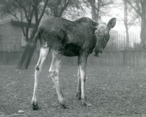 En tjur ElkMoose, med sår från nyligen fällda horn, stående på London Zoo, januari 1926 av Frederick William Bond