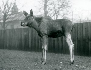 En tjur ElkMoose, med sår från nyligen fällda horn, stående på London Zoo, januari 1926 av Frederick William Bond