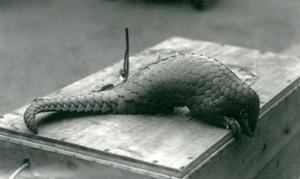 En kritiskt hotad kinesisk pangolin kikar ner över kanten på trälådan den sitter på, London Zoo, juli 1925 av Frederick William Bond