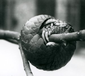 En kritiskt hotad kinesisk Pangolin vilar, ringlad runt en horisontell gren, London Zoo, före 1930 av Frederick William Bond