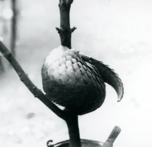 En kritiskt hotad kinesisk pangolin vilar, hoprullad runt en vertikal gren, London Zoo, juli 1925 av Frederick William Bond