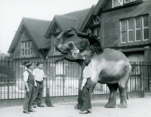 En dekorerad indisk elefant, med tre djurhållare och tränare, utanför Elephant House på London Zoo 1927 av Frederick William Bond
