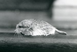 A fat-tailed / duprasi gerbil, London Zoo, juli 1925 (s/v foto) av Frederick William Bond