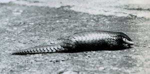 En kvinnlig kinesisk pangolin på London Zoo i augusti 1925 av Frederick William Bond