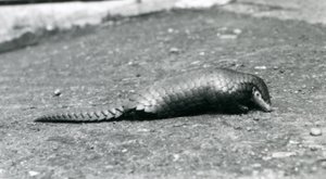 En kvinnlig kinesisk pangolin på London Zoo i augusti 1925 av Frederick William Bond