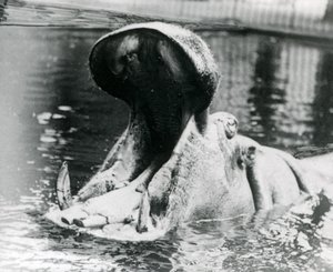 En flodhästhona, "Guy Fawkes", som gapar i en bassäng på London Zoo omkring 1900. "Guy Fawkes" föddes av sin mor "Adhela" den 5 november 1872. av Frederick William Bond