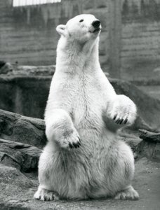En isbjörnshona sitter på huk på Mappin-terrasserna på London Zoo i september 1928 av Frederick William Bond