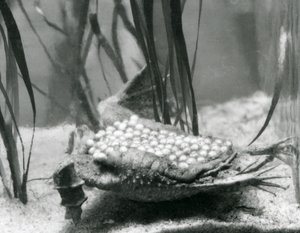 En Surinam Padda hona med sina ägg inbäddade i huden på ryggen, London Zoo av Frederick William Bond