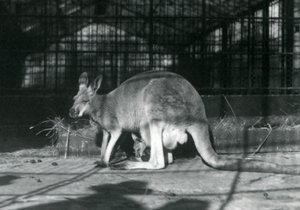 En kvinnlig doe flyer jill röd känguru med sin unge eller joey i sin påse, London Zoo, 1922 av Frederick William Bond