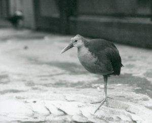 En gråhalsad träskena eller gråhöljd träskena (Aramides cajaneus) som står på ett ben på London Zoo i september 1927 av Frederick William Bond